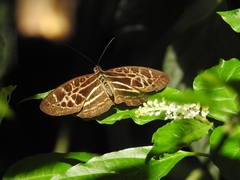 Catuna crithea