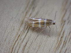 Argyresthia trifasciata
