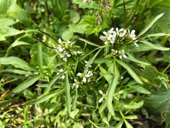 Cardamine umbellata