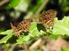 Catuna crithea