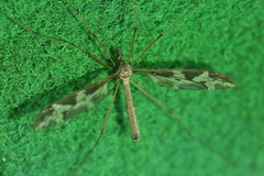 Tipula maxima