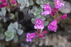 Penstemon rupicola