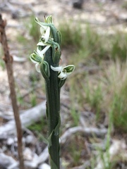 Platanthera yadonii