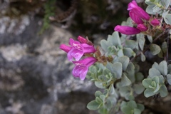 Penstemon rupicola