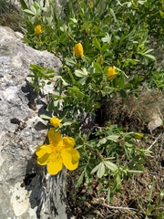 Rosa hemisphaerica