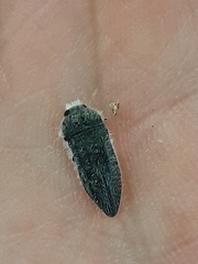 Acmaeoderini