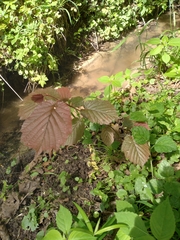 Corylus maxima