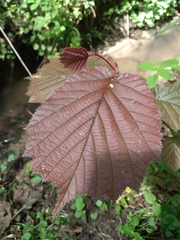 Corylus maxima
