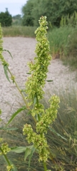 Rumex