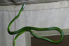 Philothamnus punctatus