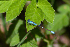 Coenagrion glaciale