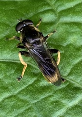 Xylota sylvarum
