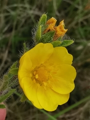 Potentilla hirta