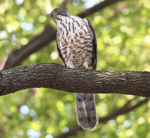 Accipiter trivirgatus