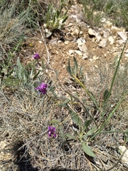 Astragalus mesogitanus
