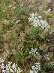 Daucus muricatus