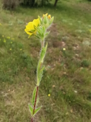 Potentilla hirta