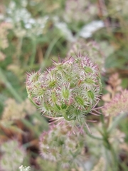 Daucus muricatus