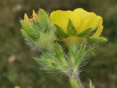 Potentilla hirta