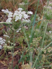Daucus muricatus