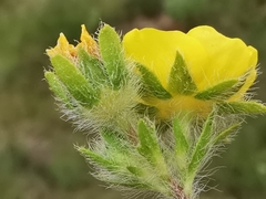 Potentilla hirta