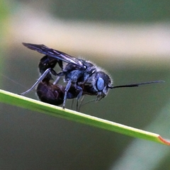 Tachyphron armidalensis