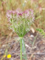 Daucus muricatus