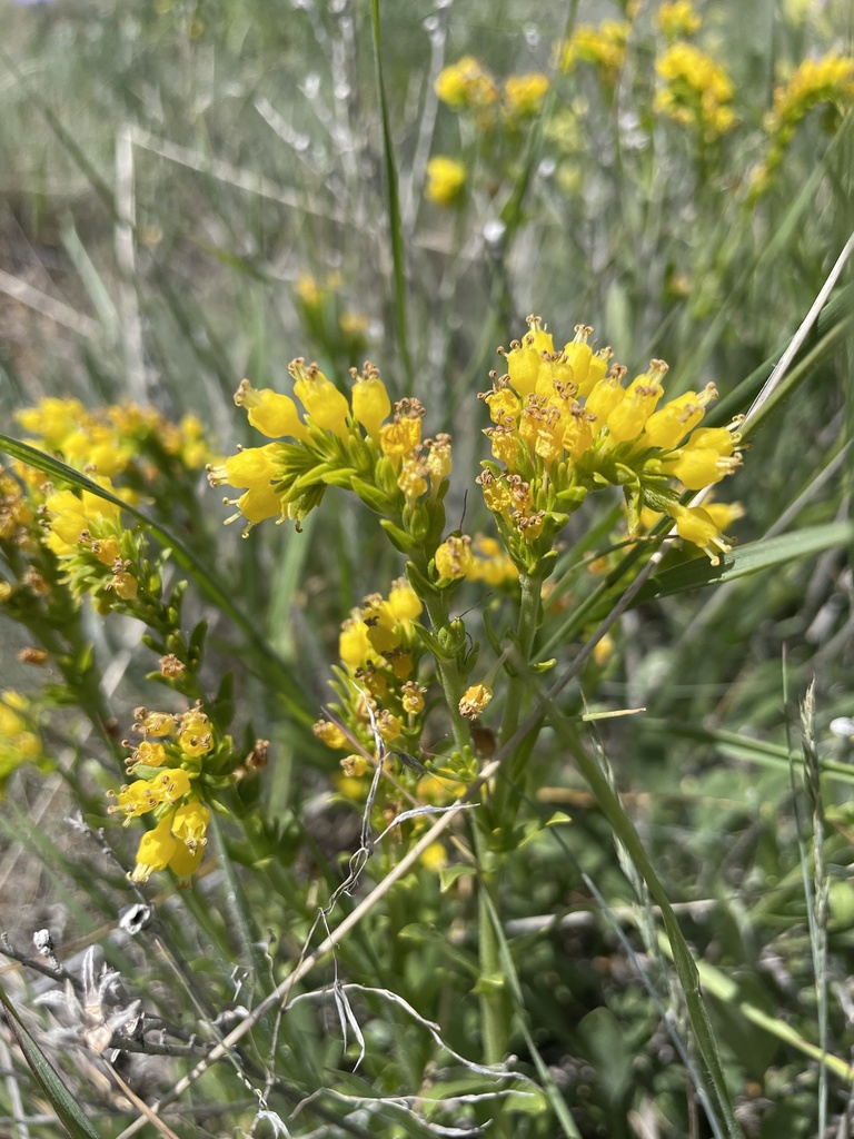 Moltkia aurea