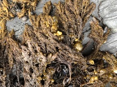 Odonthalia floccosa