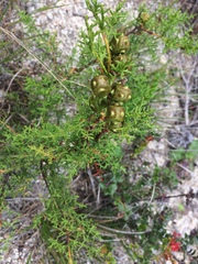 Cupressus goveniana