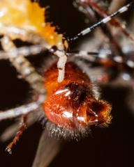 Pogonomyrmex comanche