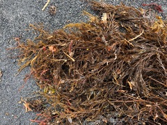 Desmarestia aculeata