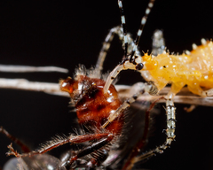 Pogonomyrmex comanche