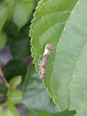 Bombyx