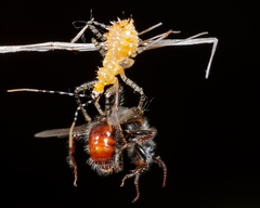 Pogonomyrmex comanche