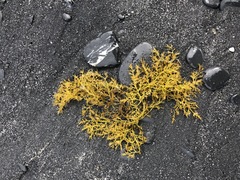 Odonthalia floccosa
