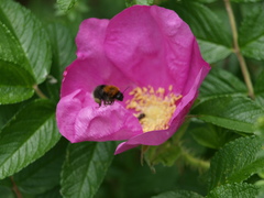 Bombus hypnorum