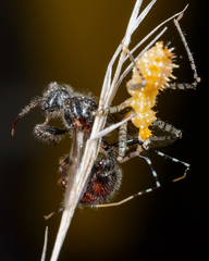 Pogonomyrmex comanche
