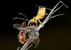 Pogonomyrmex comanche