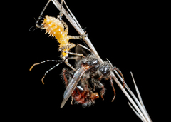 Pogonomyrmex comanche