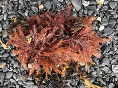 Neoptilota asplenioides