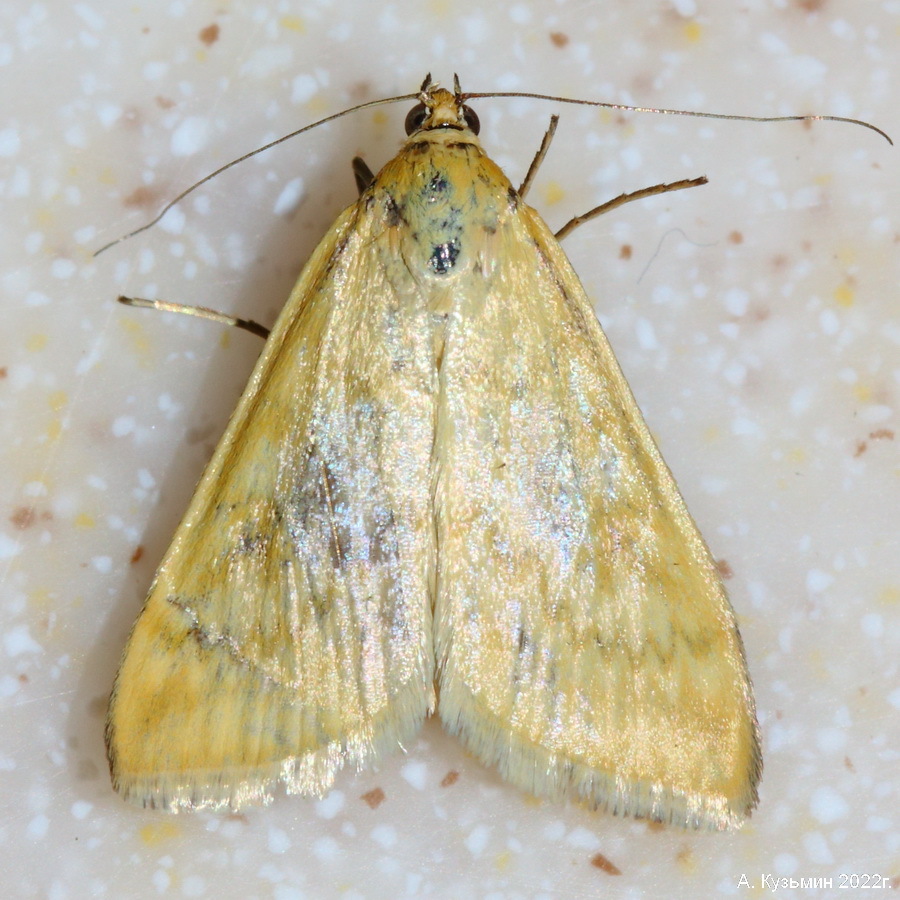 Луговой Мотылёк Жёлтый (Sitochroa verticalis)