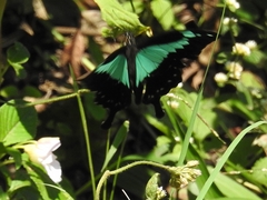 Papilio phorcas