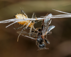 Pogonomyrmex comanche