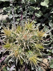 Centaurea urvillei