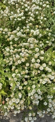 Dorycnium