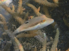 Canthigaster bennetti