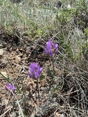 Astragalus mesogitanus