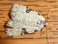 Leuconycta