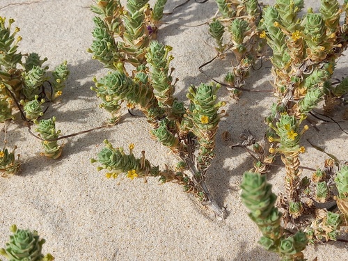 Maritime Crosswort